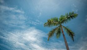 Coconut on the Beach in Thailand